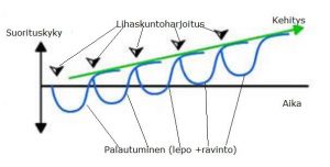 Superkompensaatio ja voimaportaat - lihaskuntoharjoittelun perusteet